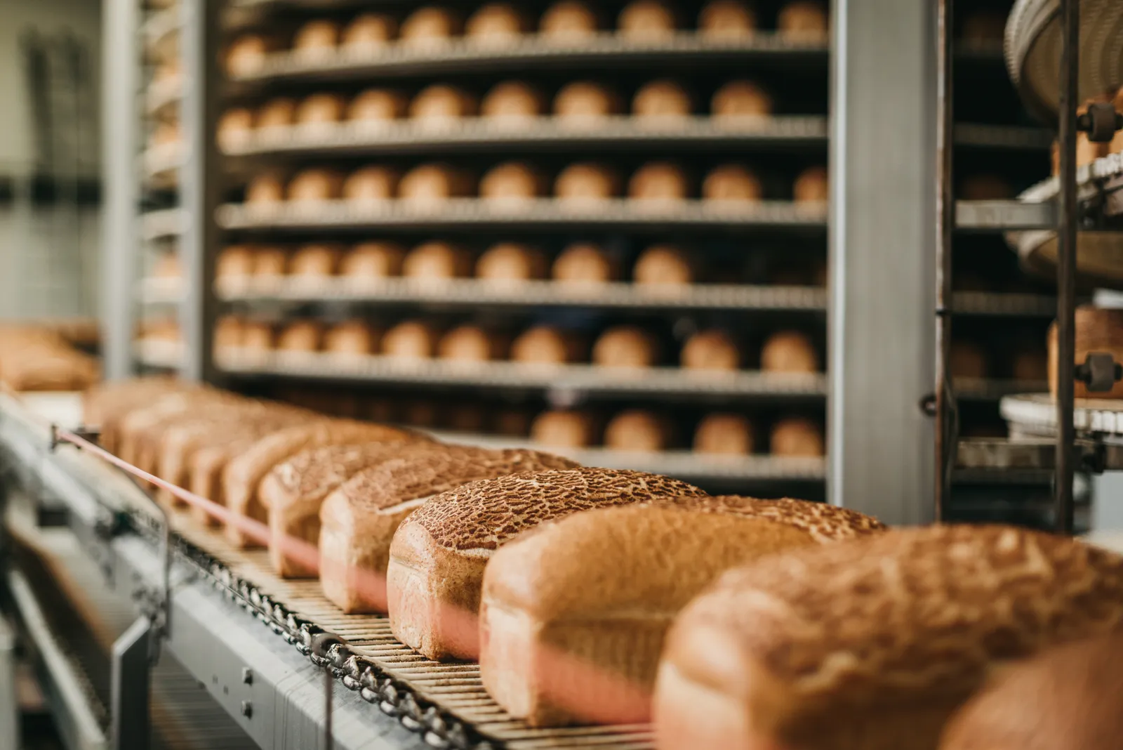 Loaves of bread moving down an automated bakery production line